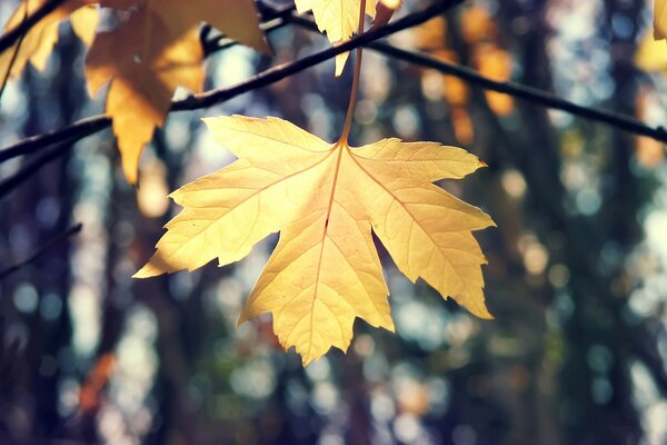 Herbstliches Ahornblatt auf einem Ast