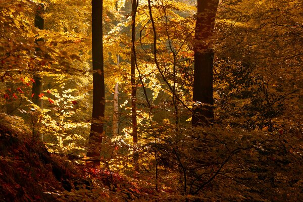 Un rayo de sol en el bosque de otoño