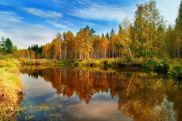 Paisaje de bosque otoñal y estanque limpio