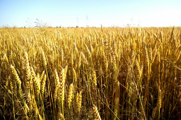 Nature is a wonderful moment of wheat ripening