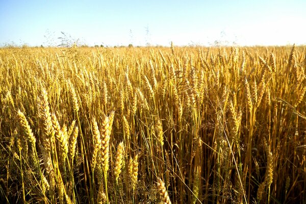 Natura meraviglioso momento di maturazione del grano