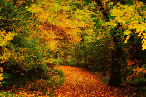 Árboles de otoño en follaje dorado, camino en el bosque de otoño cubierto de hojas doradas, belleza marchita del otoño dorado