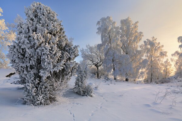 Arbres dans la neige en Suède