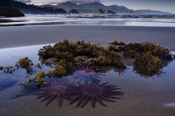 Estrellas de sol en la playa en el mar