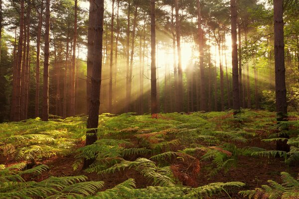 Schöner Wald in der Sonne