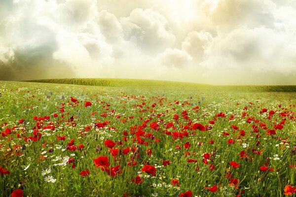 Hermoso campo con amapolas rojas y margaritas