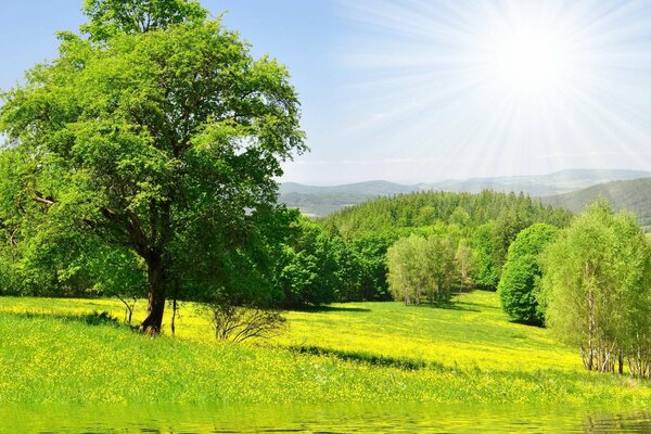 Los colores verdes del verano en el bosque