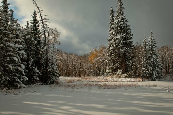 Crépuscule sur la forêt d hiver. La clairière des neiges