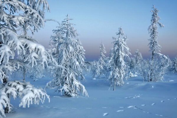 Schneebedeckte Fichten im Tiefschnee