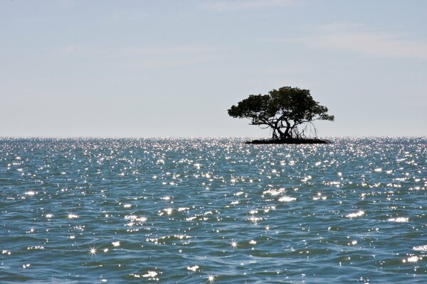 Mangrove tree on an island in the sea