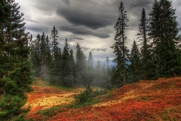 Dark clouds over the autumn forest wrapped in fog