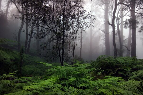 Niebla en el bosque y helechos debajo