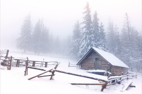 Cabane dans la forêt d épinettes enneigées