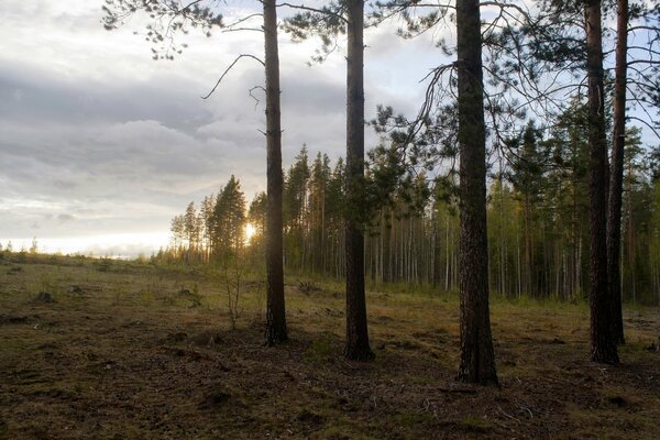 Die Schönheit der Natur bei abendlichem Sonnenuntergang