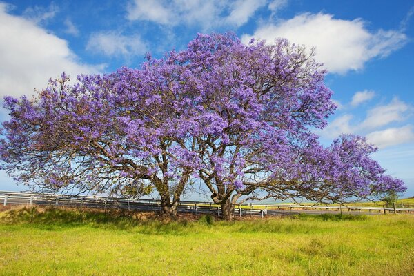 A sprawling jacaranda tree against a background of clouds