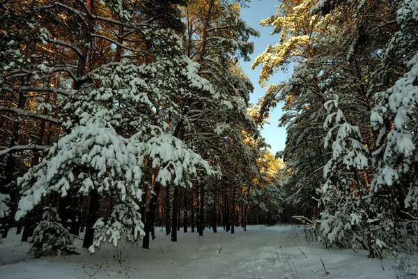 Día soleado de invierno en el bosque