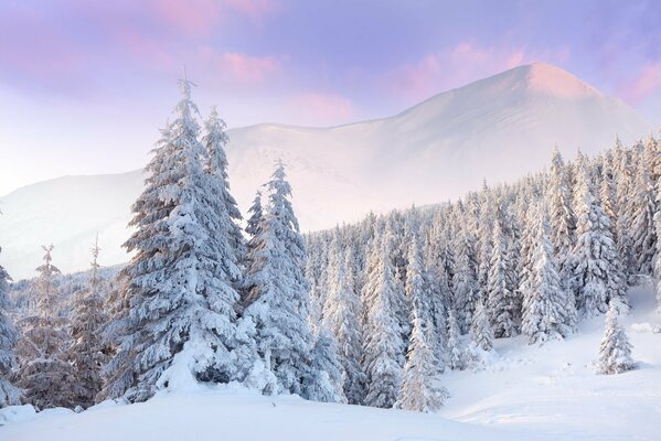 White pine forest in winter