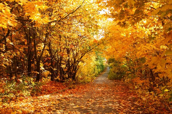 A path in the forest between trees made of yellow leaves