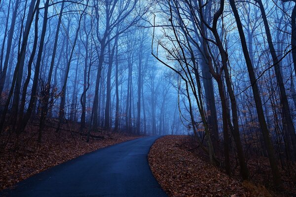 Route dans la forêt brumeuse bleue