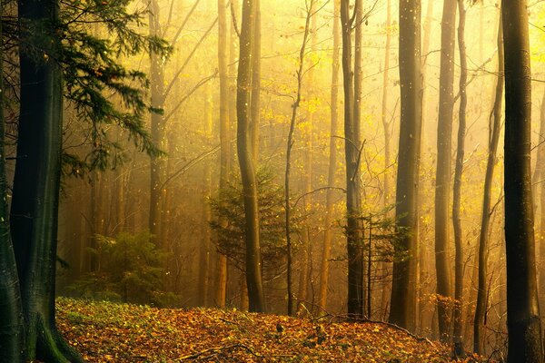 A beautiful forest in autumn smells of fallen leaves