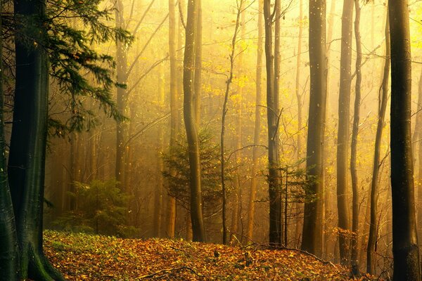 Прекрасный лес осенью пахнет опавшей листвой