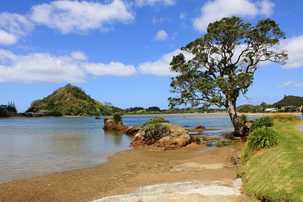 A lonely tree on the river bank