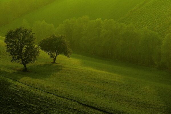 Green trees and fields in the early morning