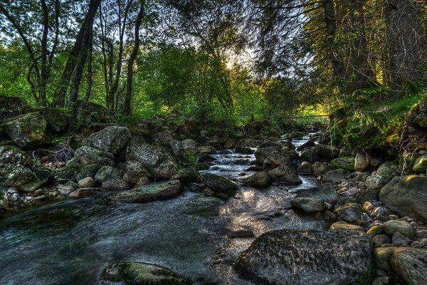 Ein schmaler, kleiner Fluss inmitten von Steinen inmitten eines grünen Waldes