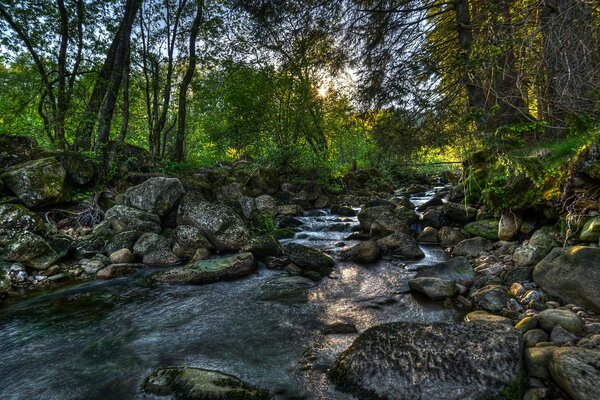 A narrow shallow river among the stones among the green forest