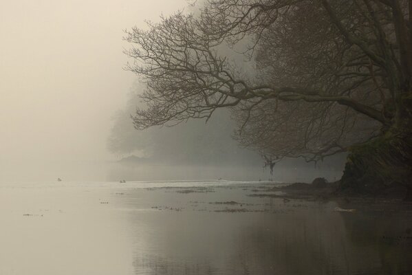 Äste eines Baumes im Morgennebel am Fluss