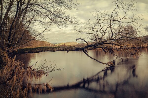 Ein herbstlicher See. Der Baum fiel um und spiegelt sich im Wasser wider