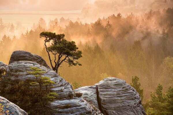 Drzewo na skale w mglisty poranek