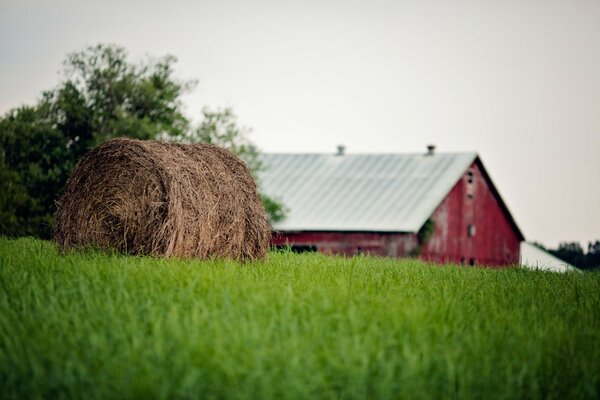 Farm. A bale of straw on the green grass