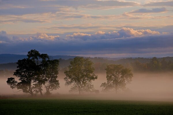 Bäume im Nebel und der Himmel ist sichtbar