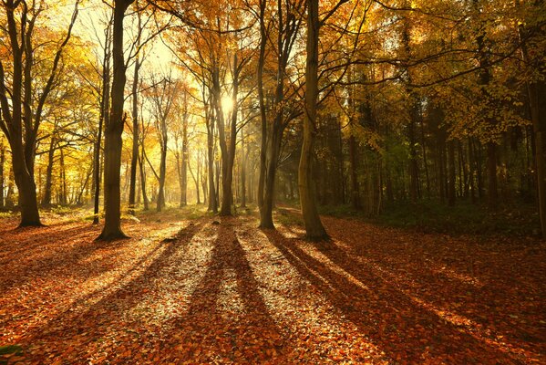 Foto des Herbstwaldes mit gelben Bäumen