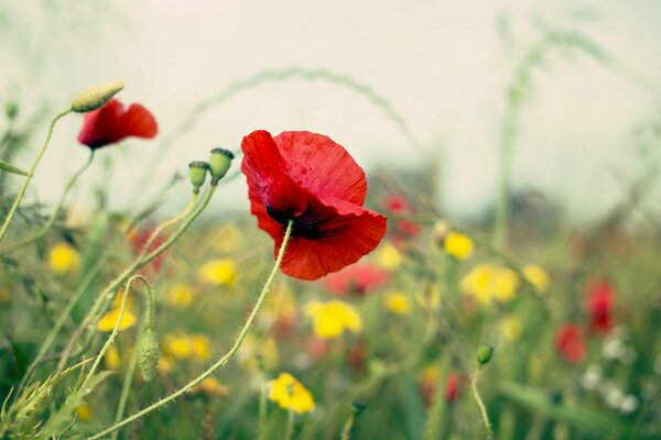 Red poppy among other macro colors