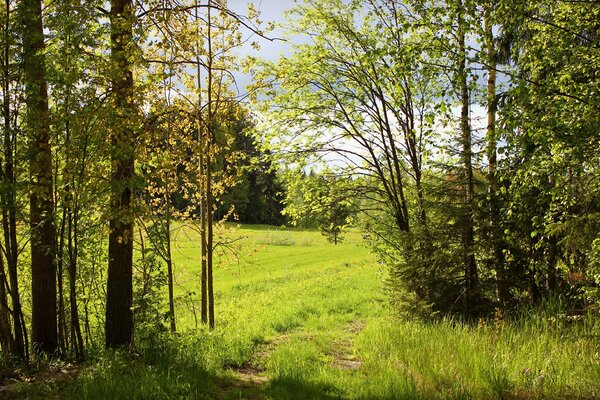 Sentier éclairé par le soleil dans la forêt verte