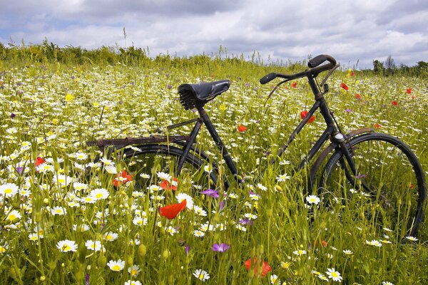 Fahrrad in einem Feld, das mit Gänseblümchen und Mohn übersät ist, unter dem blauen Sommerhimmel