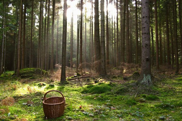 A basket on the edge of a green forest