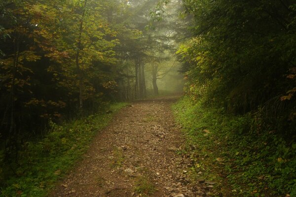 A foggy path in the morning forest