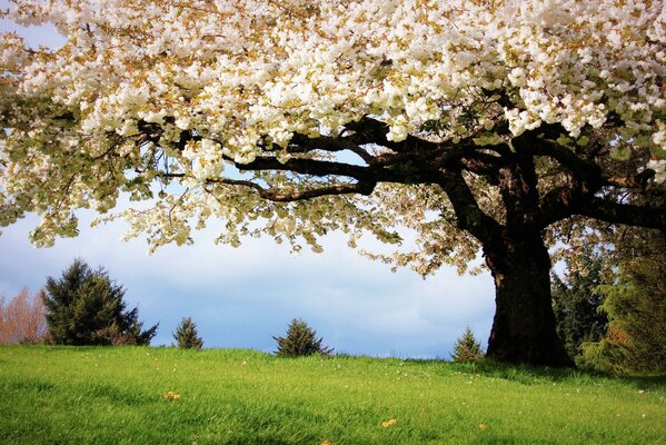 Stagione primaverile, fiori di ciliegio