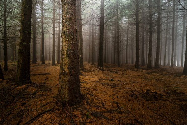 Troncos de árboles desnudos en la niebla. Bosque de niebla