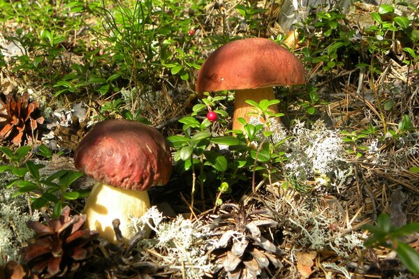 Ein weißer Pilz hat sich irgendwo im Wald versteckt