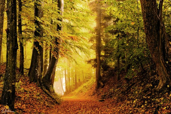 Forêt d automne dans des couleurs vives