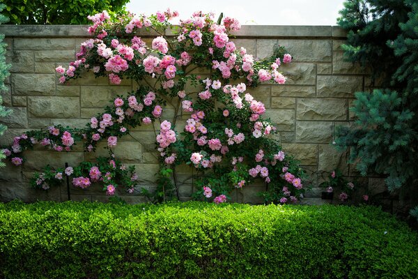 Flores rosas en la pared en verano