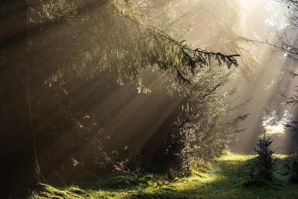Forêt mystérieuse avec la lumière incidente du soleil