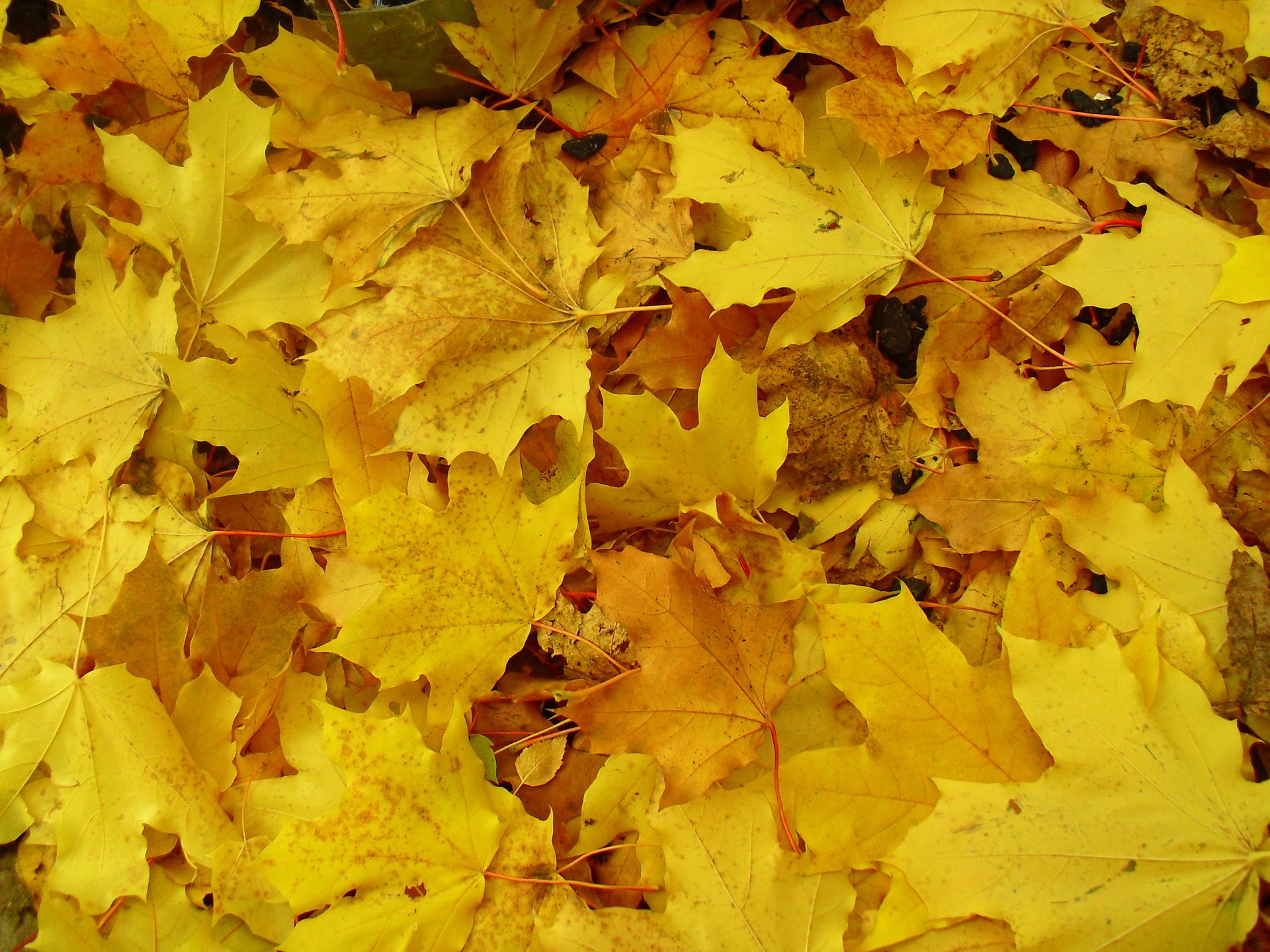 foglie autunno macro terra copriletto