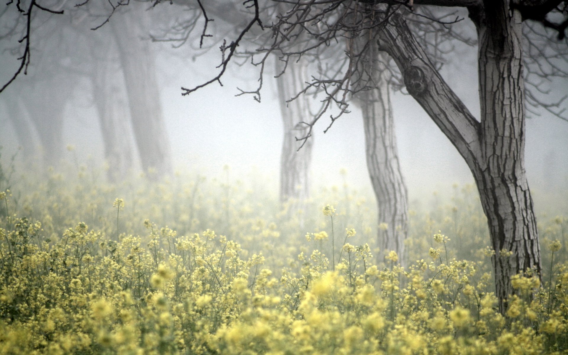 arbres brouillard colza nature paysage