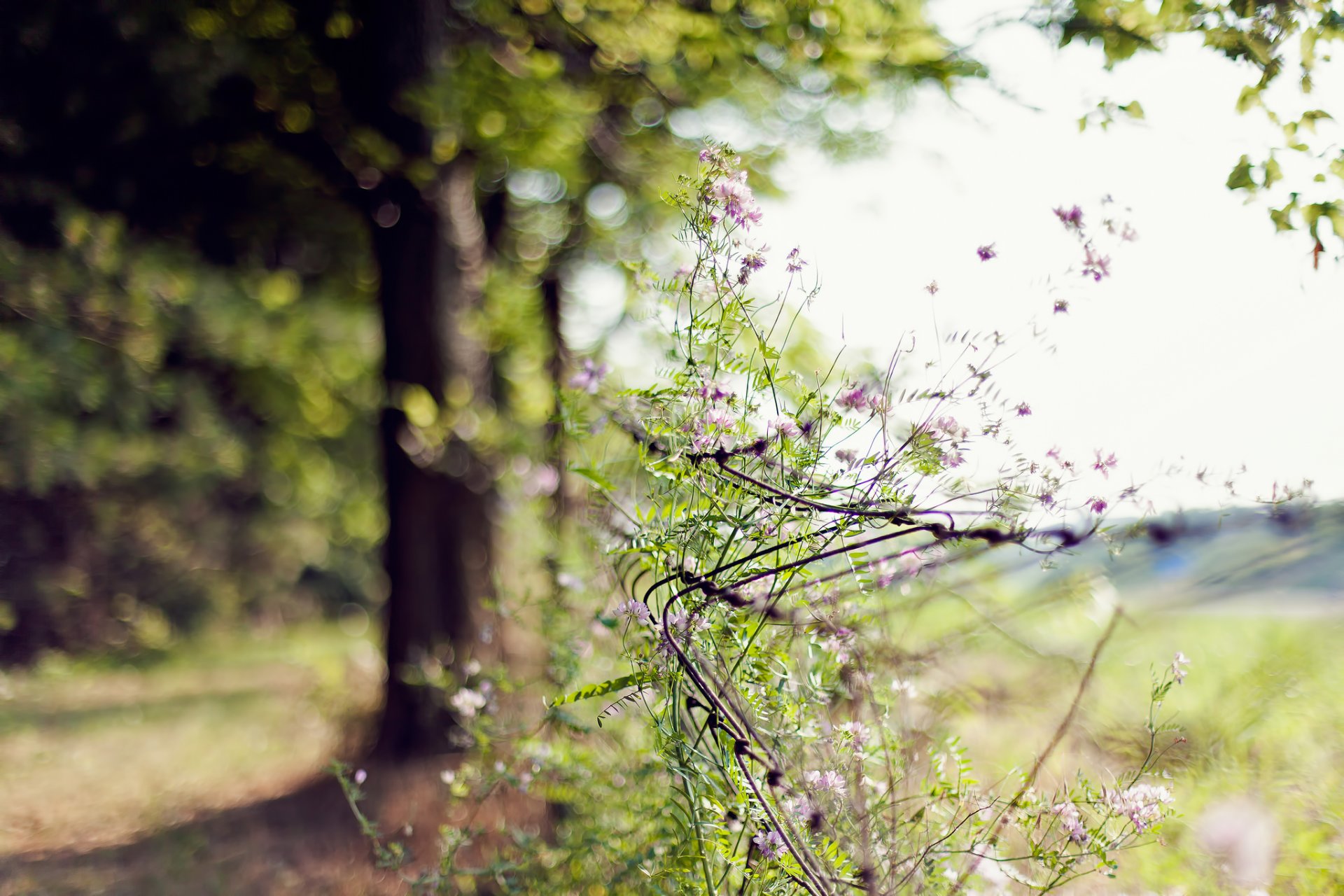 bokeh flores malla cerca árbol día verano desenfoque enfoque naturaleza