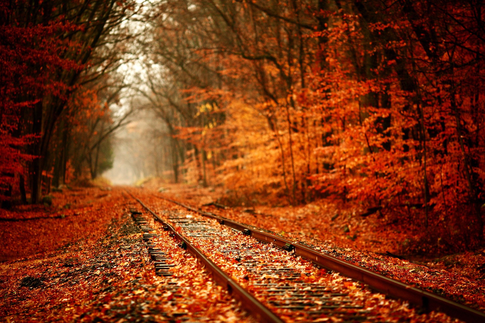 nature automne rouge chemin de fer feuillage tilleul